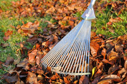 Chester Leaf Clearing